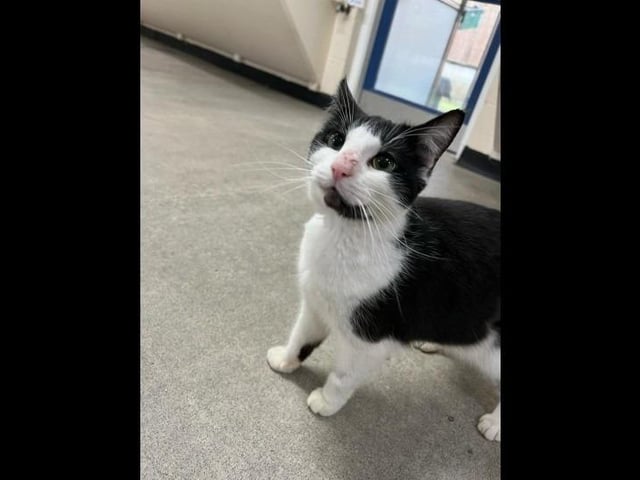 Say hello to the lovely three-year-old Minnie who is a black and white domestic short hair. She loves human company and is very friendly on approach and really loves fuss and attention. When it comes to playing with toys, Minnie can be quite sassy. She can only have certain toys, as there is some she will try to eat! She would be best suited to a home with cat savvy children aged 10 and over and no other pets.