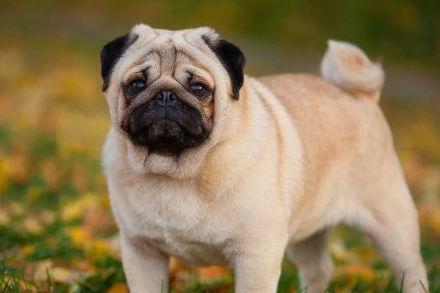 Pugs came third (Score 89). 
Search volume: 1.3M; Instagram tags: 47M. Pugs are cherished for their unique wrinkled faces and expressive eyes. Their friendly and affectionate demeanor makes them a beloved companion in many households, suitable for families and individuals alike.