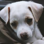 Dog owners are being warned to be on their guard after canine parvovirus which causes severe illness and death in dogs has been detected in Lancashire.  Unvaccinated dogs and puppies younger than four months old are the most at risk