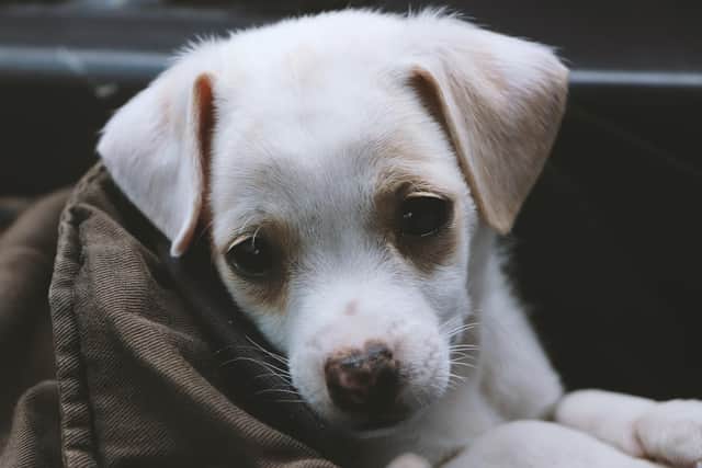 Dog owners are being warned to be on their guard after canine parvovirus which causes severe illness and death in dogs has been detected in Lancashire.  Unvaccinated dogs and puppies younger than four months old are the most at risk