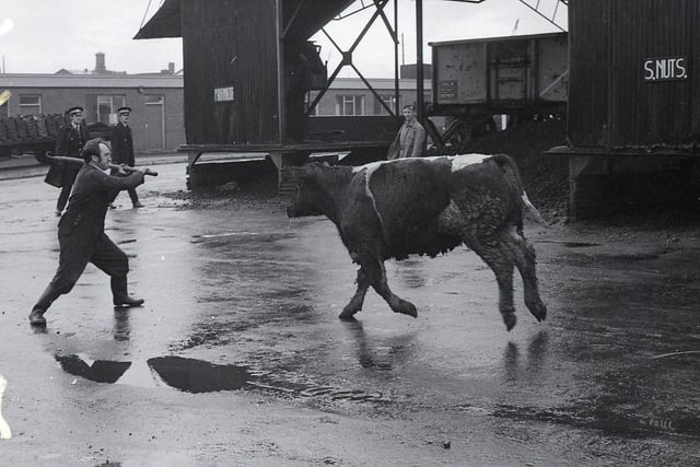 One of two escaped bullocks which caused havoc at the cattle market on Brook Street, Preston