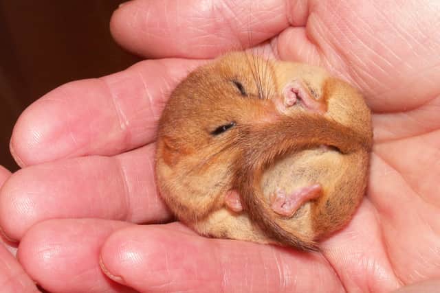 Dormouse bred by the Common Dormouse Captive Breeders Group (2). Credit Hazel Ryan.