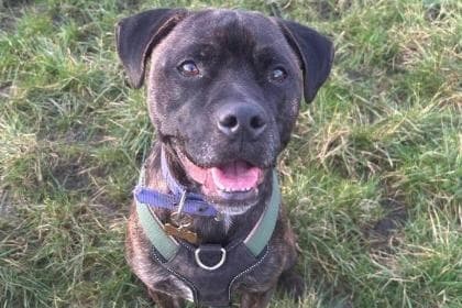 Treffen Sie einige süße Tiere der RSPCA Lancashire, die auf Sie warten ...
