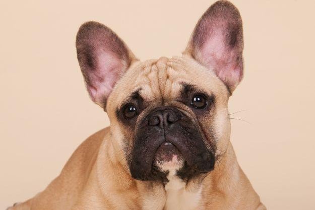 In second place was the French Bulldog. (Score 96). 
Search volume: 1.13M; Instagram tags: 51M. Their distinctive bat ears, playful wrinkles, and laid-back attitude make them adorable and highly sought-after. They are excellent for apartment living due to their low exercise needs and their affectionate, easy-going nature.