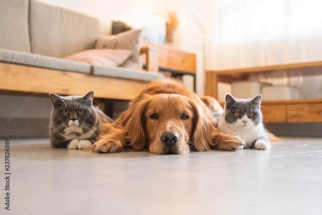 The children have left but the pets are more trouble. Photo: Adobe