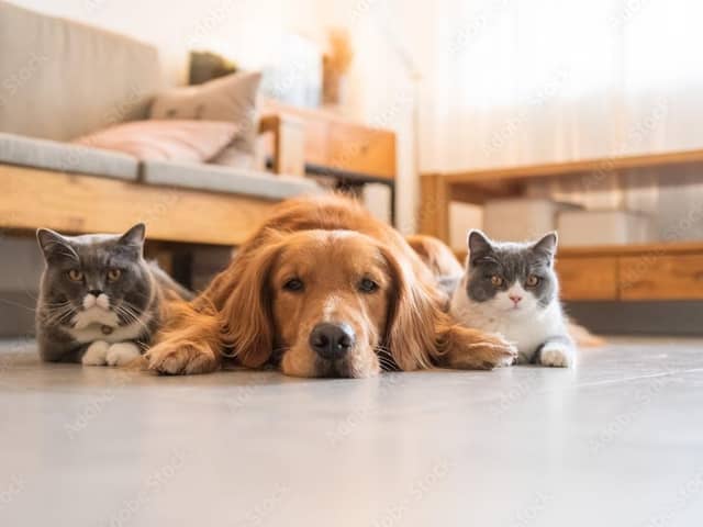 The children have left but the pets are more trouble. Photo: Adobe