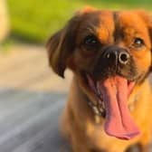 Giles, Pug cross Cavalier , Male , one year six months old. He is still being assessed but more information will be available soon.