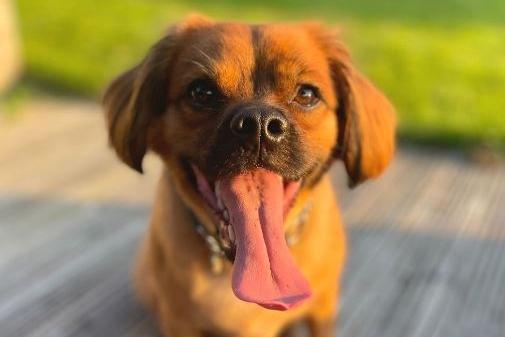 Giles, Pug cross Cavalier , Male , one year six months old. He is still being assessed but more information will be available soon.