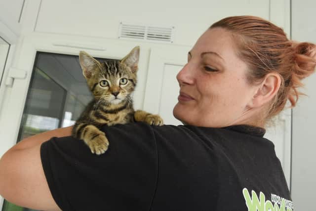 Woodlands worker Ele Davies with Bart, one of the kittens who is looking for a home.
