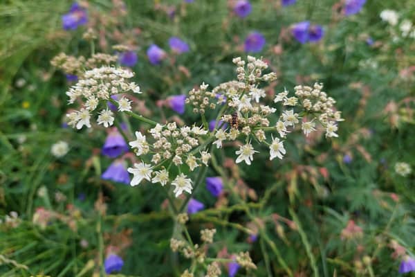 A wild patch for hedgehogs and wildlife.
