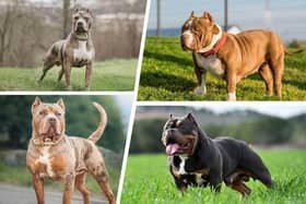 RSPCA shelters across Lancashire are in danger of becoming overcrowded as many XL Bully dogs are being dumped and abandoned before the ban comes into force on 1 February.