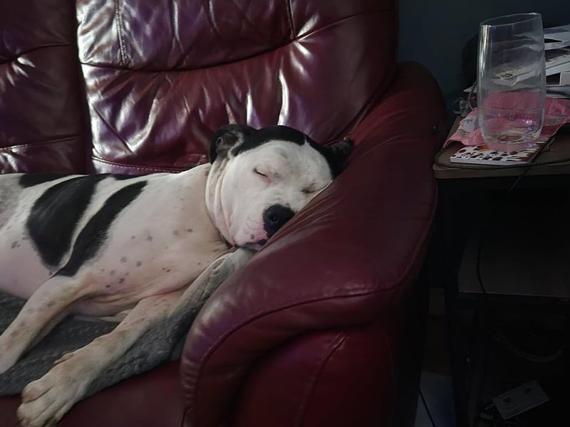 Six-year-old Cookie having a snooze.