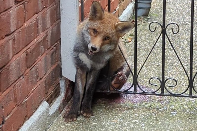 A fox caught up in a metal gate at a house in South London was freed by the RSPCA in November.
After his head and front end became wedged, in a desperate effort to break free the mammal only succeeded in entrapping his rear leg in the ornamental curl of the gate.
RSPCA animal rescue officer Louis Horton was able to cut the fox free, using a towel to protect the animal.