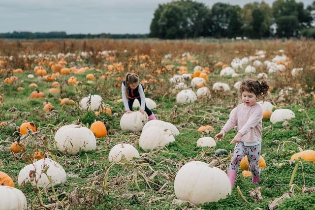 The Pumpkin Picking Adventure is back at Windmill Farm between 7th - 29th October 2023. Farmer Chris has planted over 20,000 plants in our pumpkin fields, and they will be ready for your Halloween harvest this October. Contact 01704 892282
