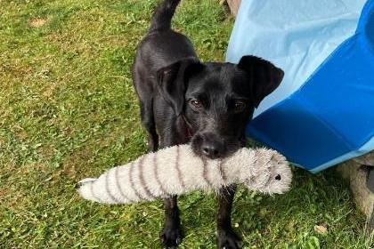 Lovely Pearl is approx one and is now looking for her forever home with her sister Precious. The duo love the outdoors and going on adventures. They travel well in the car together with their seatbelts. They love meeting people and have no issues with males, female or older children. They are also friendly with other dogs. Their ideal home would be an active family who are able to keep up with their energy levels, with children over 10 years of age.
