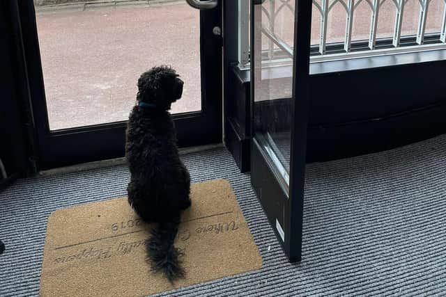 Raff the cockapoo is ready and waiting to welcome customers