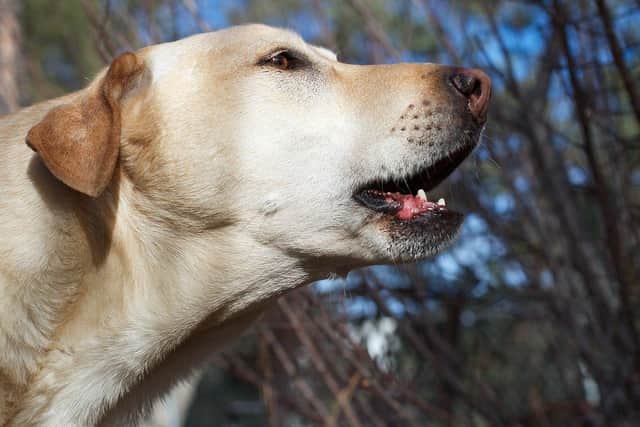 Stock image of a dog barking. A Walton-le-Dale woman received a hefty fine due to her barking dogs (Credit: Alan Levine)