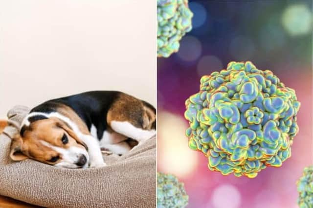 Canine parvovirus is a serious and highly contagious disease that affects dogs (Photo: Shutterstock)