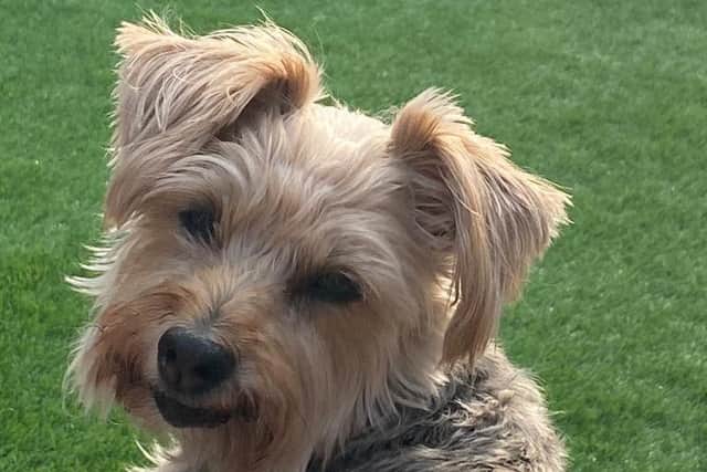 Yorkshire Terrier Lily who was mauled by another dog, believed to have been a staffie, had to be euthanised last Friday afternoon at Oakhill Vets