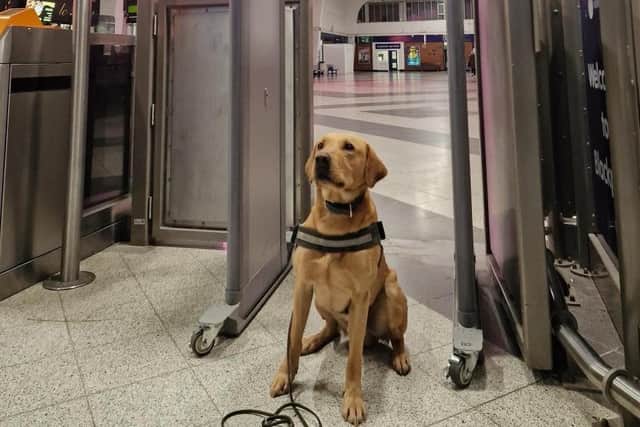 British Transport Police's PD Ash at Blackpool North Train Station