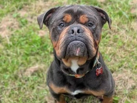 Say hello to beautiful Old English Bulldog Benson. He is a two-year-old boy who sadly who likes to take things at his own pace, so if you are often in a rush, then Benson is not the dog for you! He knows basic commands and walks well on lead and loves his food. He would need to be the only pet in the house and could live with children over 16.