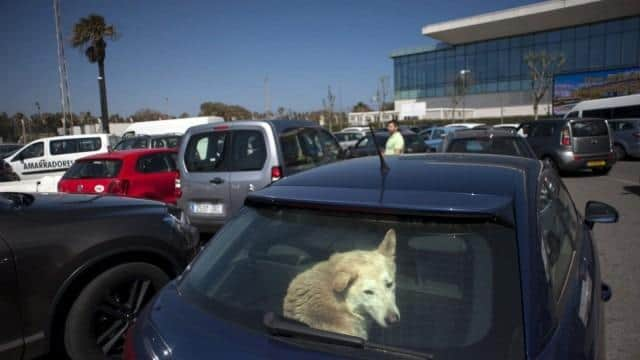 The temperature in your car can still rise to dangerous levels, even if you leave the window open, park in the shade or put a sunshade on your window