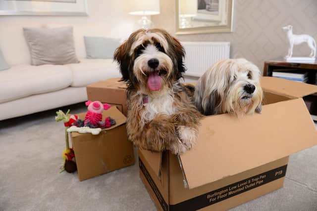 BG - A couple of dogs, Doris and Dudley, in a show home