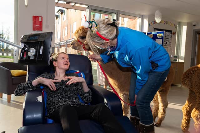 Heather Barker meets alpaca Paddington at Sue Ryder. Photo: Kelvin Stuttard
