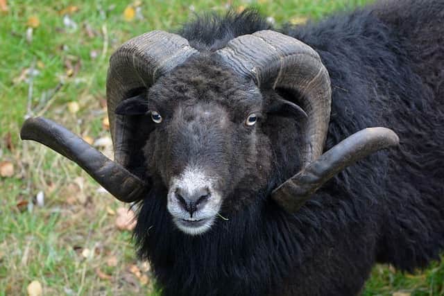 Traffic was brought to a standstill on the M61 after a black ram ran onto the motorway near Chorley on Monday morning (December 5)