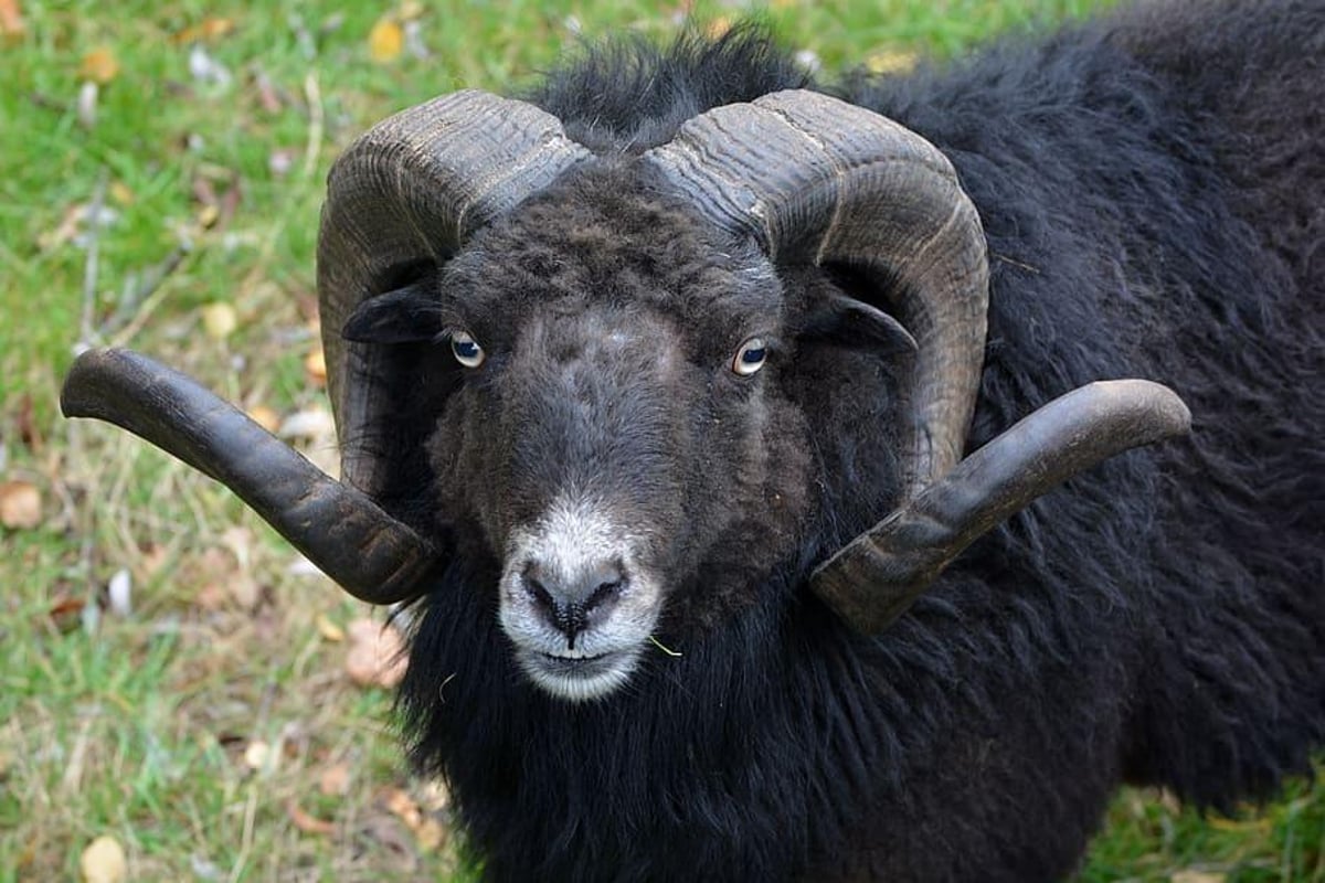 M61 delays as police try to catch a black ram running loose on motorway near Chorley