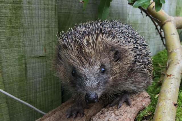 The search has started for 'Britain's Biggest Hedgehog Street'