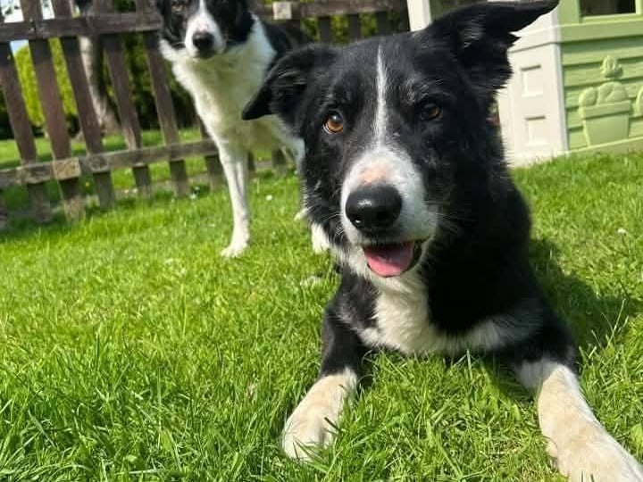 Teddy (back) and Lenny. Sadly Teddy passed away a month ago to an aggressive cancer. We hope they are giving you lots of treats over the Rainbow Bridge Teddy!
