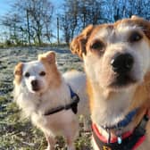 Patch, a Pomeranian, and Ronnie, a Jack Russell/Chihuahua cross, are looking for their forever home.