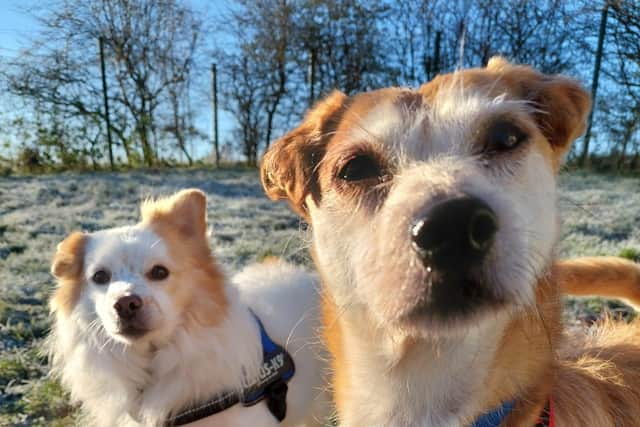 Patch, a Pomeranian, and Ronnie, a Jack Russell/Chihuahua cross, are looking for their forever home.