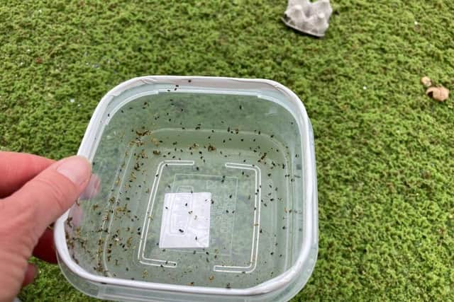 Weevils will be introduced to Lancaster Canal where they will banquet on the thick carpet of azolla covering its surface (Credit: Canal & River Trust)