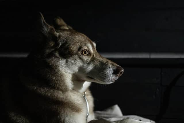 Loki loves Morecambe Winter Gardens and he can't wait to come along to Rin-Tin-Tin and Friends: Bring your Dog! on July 29.