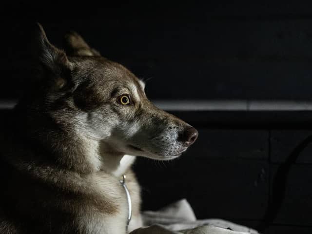 Loki loves Morecambe Winter Gardens and he can't wait to come along to Rin-Tin-Tin and Friends: Bring your Dog! on July 29.