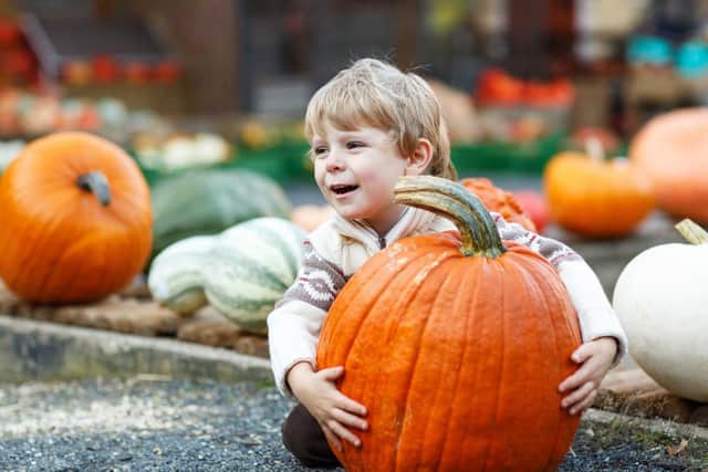 There's a variety of places to go pumpkin picking in Lancashire (Photo: Shutterstock)