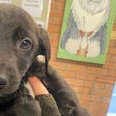 Cute puppy Decker pictured at Animal Care Lancaster before being rehomed.