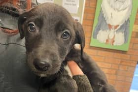 Cute puppy Decker pictured at Animal Care Lancaster before being rehomed.