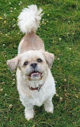 Breed: Shih TzuSex: MaleAge: 11 years 3 months