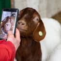 Farmer Dot McCarthy films her goats at Cronkshaw Fold Farm, the goats can be hired for zoom meetings