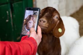 Farmer Dot McCarthy films her goats at Cronkshaw Fold Farm, the goats can be hired for zoom meetings