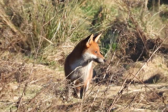 ​Ivan Dunstan spotted this fox on the move at Langley Mill Nature Reserve during a recent visit there.