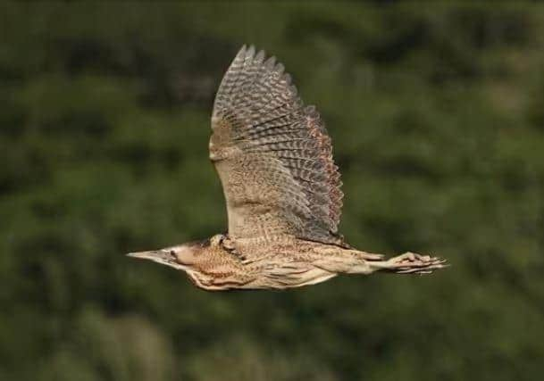 Bittern in flight at RSPB Leighton Moss by Jarrod Sneyd.