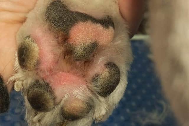 Winston's paw, the day before a grass pod was found lodged in the skin.