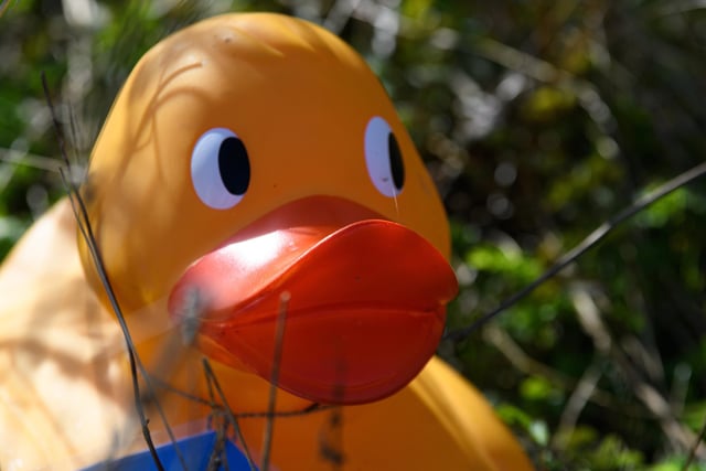 A duck on Martin Mere's Easter duck trail