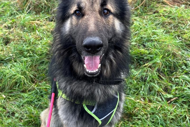 Breed: German Shepherd Dog (Alsatian)
Sex: Male
Age: 1 year 6 months