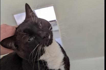 AJ is a six-year-old, black and white domestic short hair. He could live with children of secondary school age as he needs to have his own space and not be fussed all the time.
