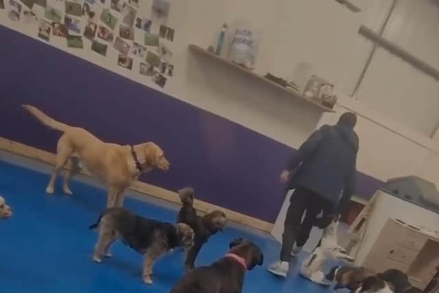 Paws Playhouse owner Lee Parkinson conceded the video “doesn’t look great” but said the dog had to be quickly removed from a situation ‘for its own comfort’